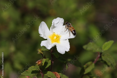 Spring white rose and a bee. Bee on a flower