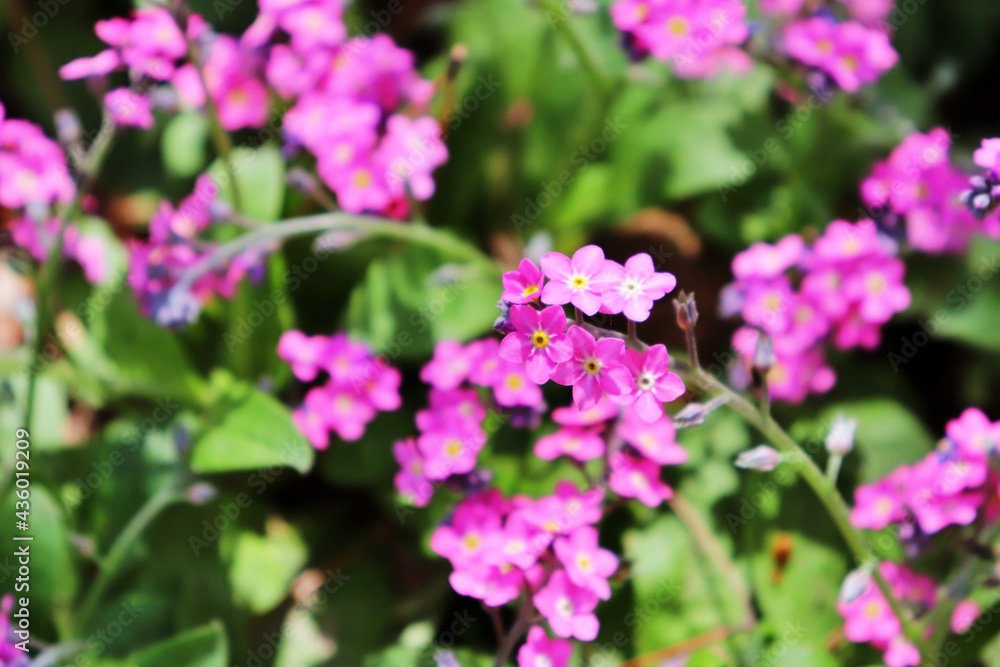pink flowers in the garden pink flowers in the garden