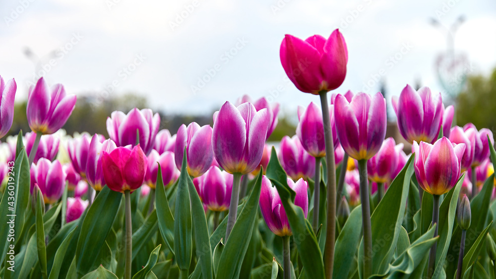 Obraz premium flower bed with blooming tulips in the city park