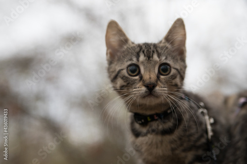 Portrait of a cat outdoors