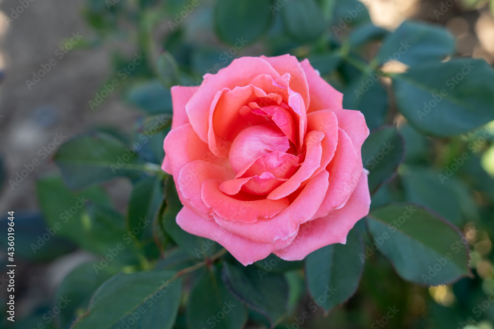 'America' Rose flower in field, Ontario, Canada. Scientific name: Rosa 'America'.
'America' Rose flower in field, Ontario, Canada. Scientific name: Rosa 'America'.