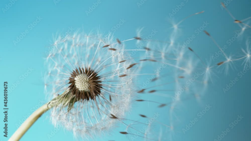Super Slow Motion Of Bloomed Dandelion With Flying Seeds on Blue Background. Filmed On High Speed Cinema Camera, 1000 Fps.