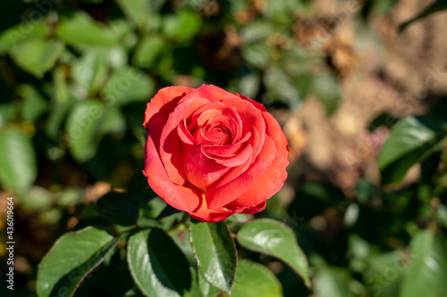 'Rebekah' Rose flower in field, Ontario, Canada. Scientific name: Rosa 'Rebekah'. rose, Rebekah, MACponui, Pinky, 