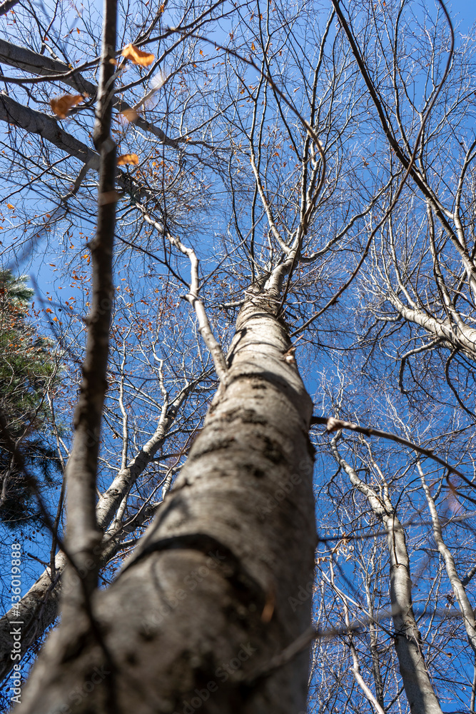 Fototapeta premium trees in the forest