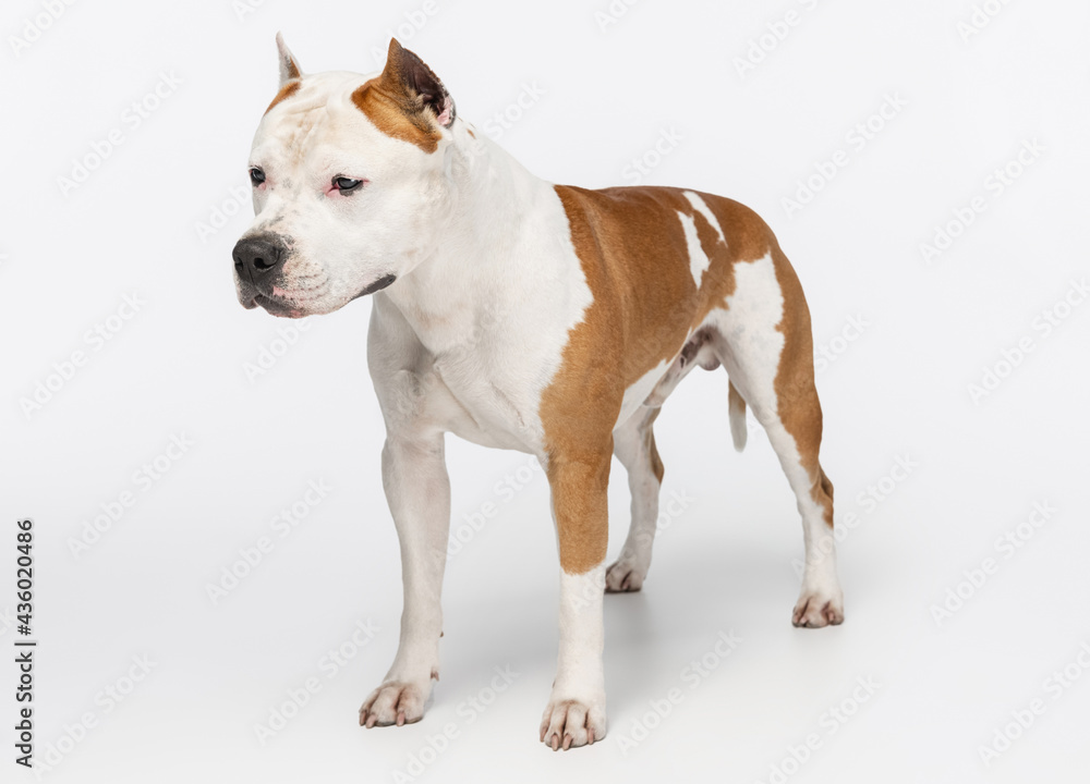 Portrait of purebred dog staffordshire terrier looking away isolated over white studio background.