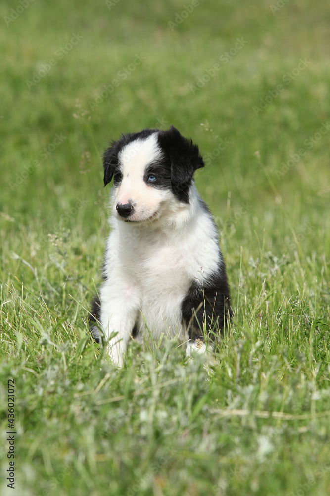 Amazing border collie puppy looking at you