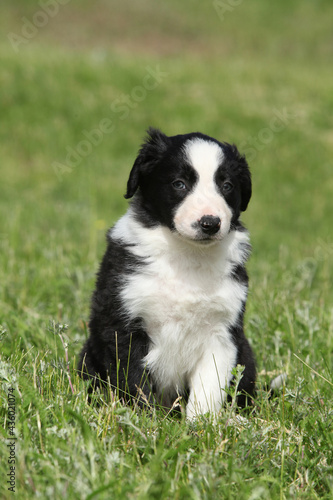 Amazing border collie puppy looking at you