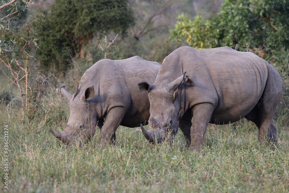 Obraz premium Breitmaulnashorn und Rotschnabel-Madenhacker / Square-lipped rhinoceros and Red-billed oxpecker / Ceratotherium Simum et Buphagus erythrorhynchus.