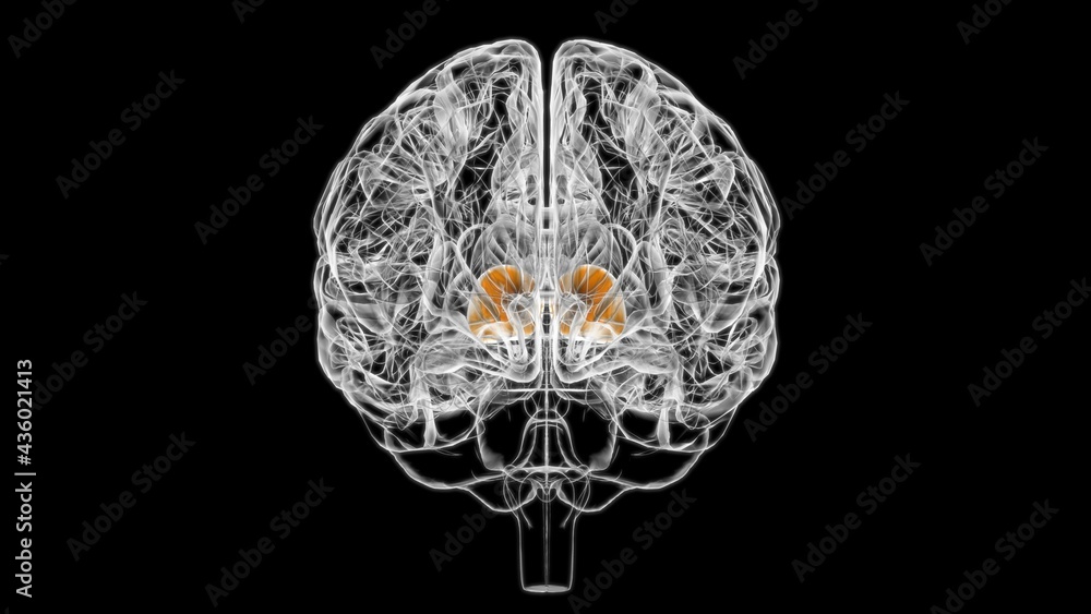Brain thalamus Anatomy For Medical Concept 3D Brain thalamus Anatomy For Medical Concept 3D