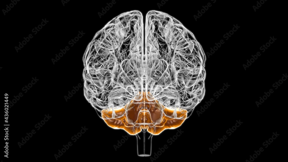 Brain Cerebellum Anatomy For Medical Concept 3D Brain Cerebellum Anatomy For Medical Concept 3D