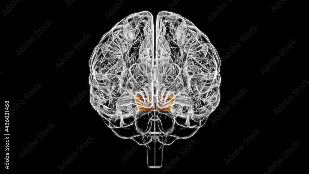 Brain Cerebral peduncle Anatomy For Medical Concept 3D Brain Cerebral peduncle Anatomy For Medical Concept 3D