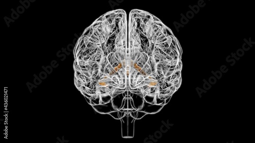 Brain Choroid plexus of cerebral hemisphere Anatomy For Medical Concept 3D photo