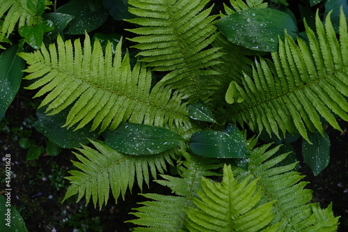 Green fern with raindrops on leaves 