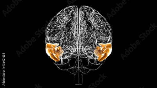 Brain middle temporal gyrus Anatomy For Medical Concept 3D photo