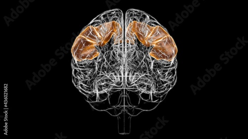 Brain postcentral gyrus Anatomy For Medical Concept 3D