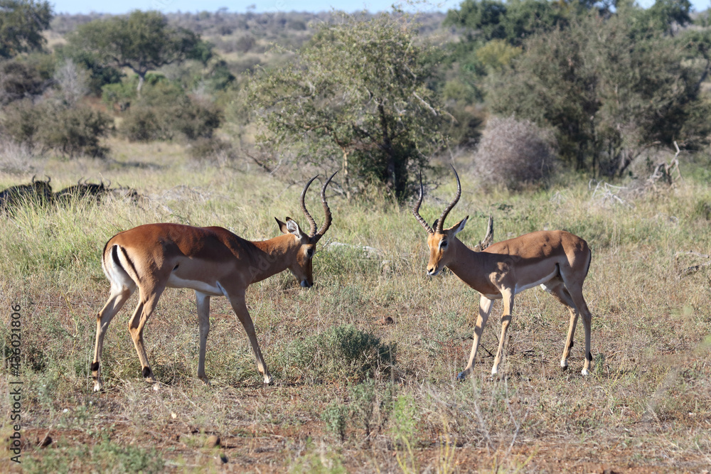 Schwarzfersenantilope / Impala / Aepyceros melampus. Schwarzfersenantilope / Impala / Aepyceros melampus.