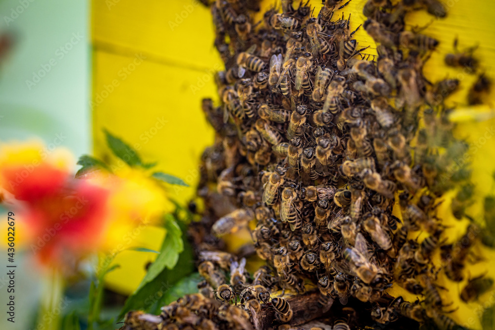Bees entering the hive after gathering pollen and nectar from flowers - obrazy, fototapety, plakaty 