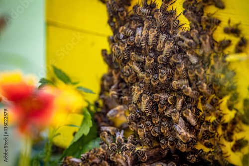 Bees entering the hive after gathering pollen and nectar from flowers