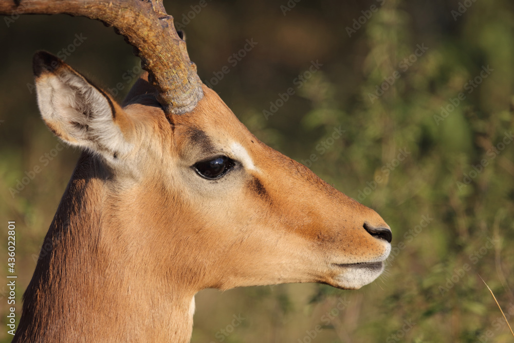 Schwarzfersenantilope / Impala / Aepyceros melampus Schwarzfersenantilope / Impala / Aepyceros melampus