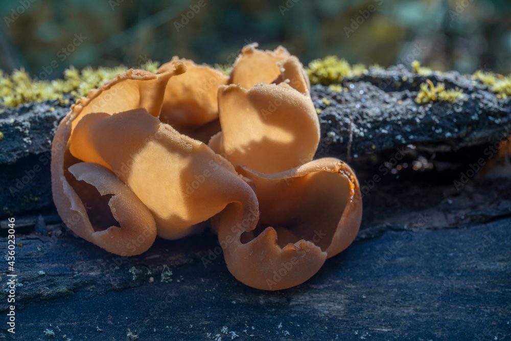 Edible mushroom Auricularia auriculajudae in the forest, known most