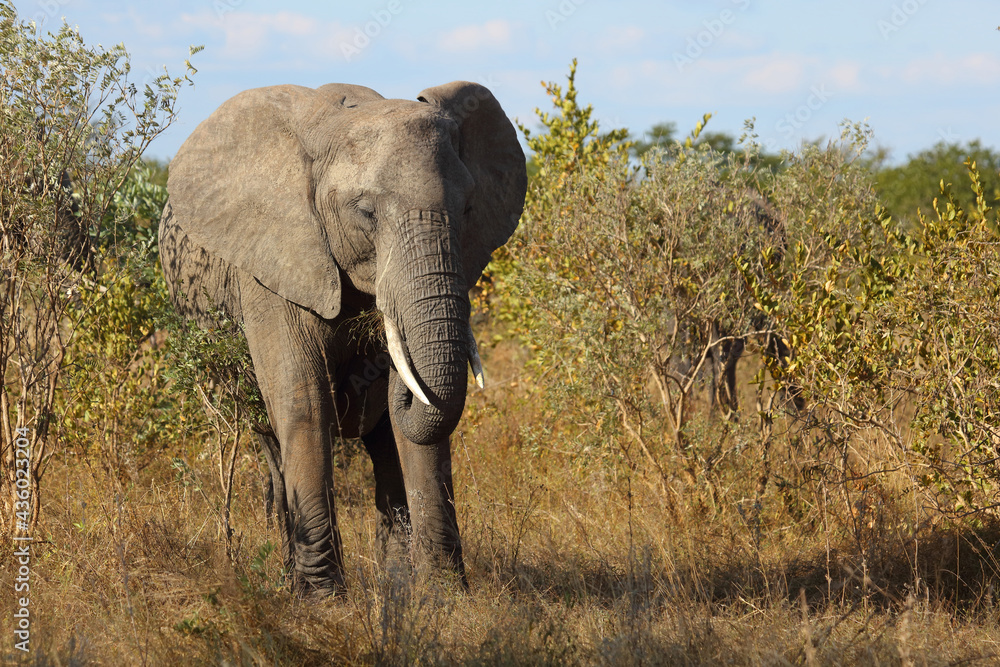 Fototapeta premium Afrikanischer Elefant / African elephant / Loxodonta africana