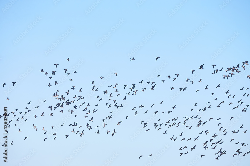 Geese migration. Flock of Canadian geese and mallard ducks flying in the sky. Geese migration. Flock of Canadian geese and mallard ducks flying in the sky.