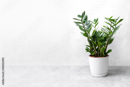 Beautiful house plant zamiokulkas in a white pot on a gray concrete background. The concept of minimalism. Home plants in a modern interior. Banner