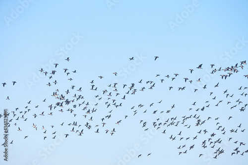 Geese migration. Flock of Canadian geese and mallard ducks flying in the sky.