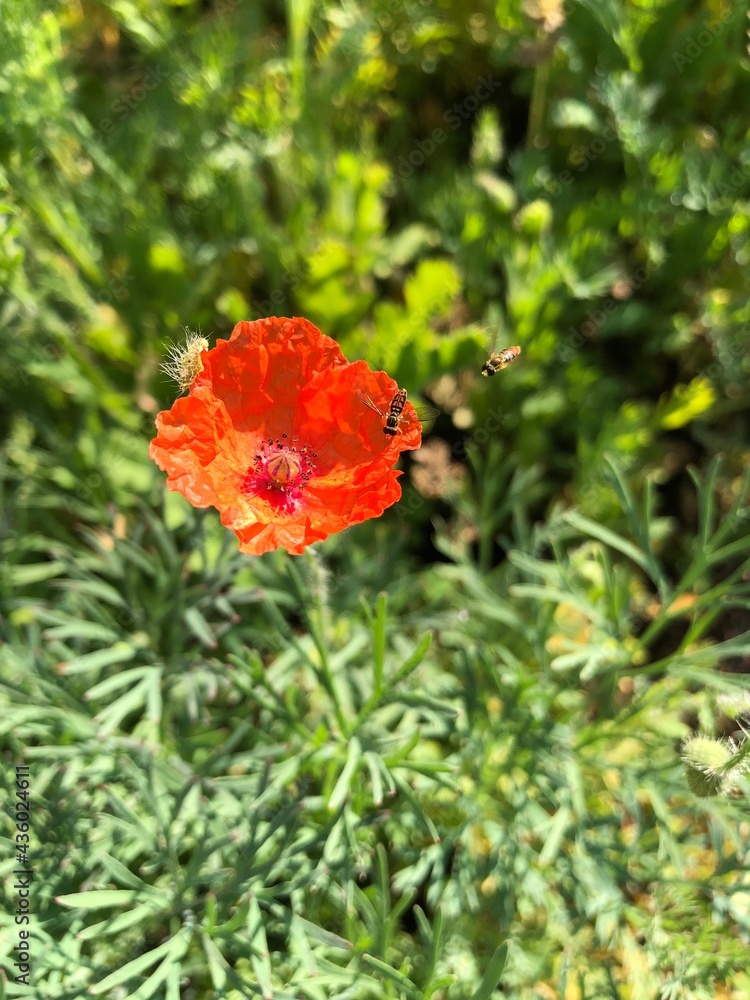 poppy with sand bee poppy with sand bee