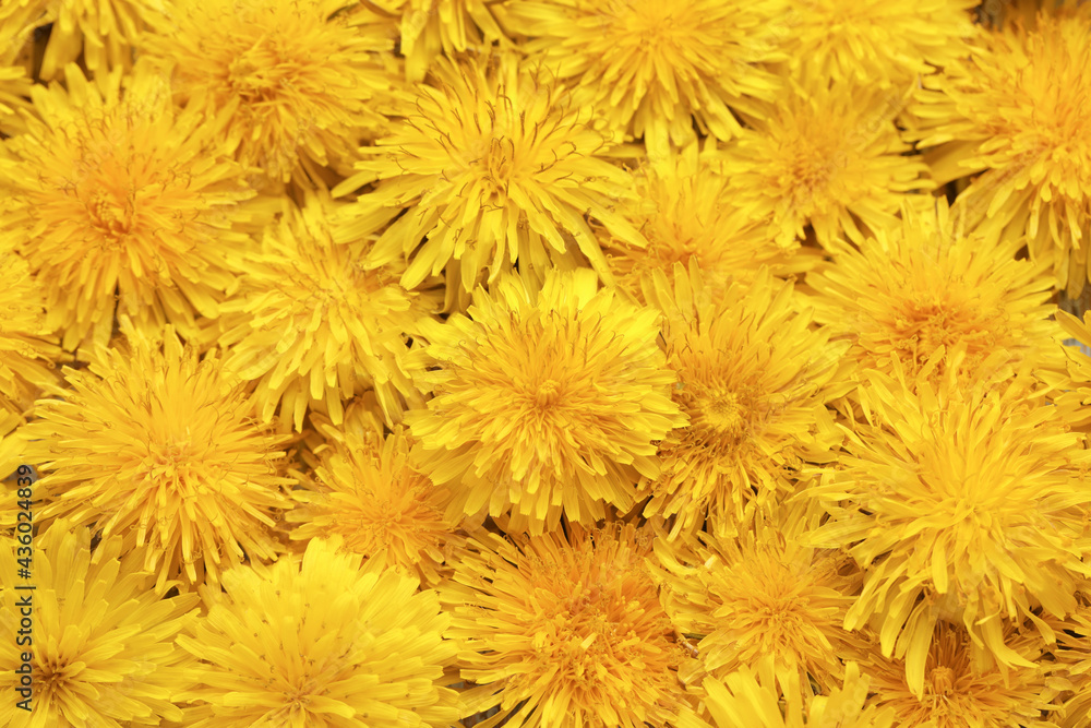 Beautiful yellow dandelions as background, top view Beautiful yellow dandelions as background, top view