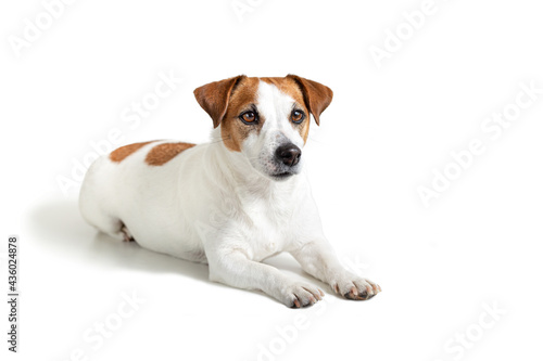 Portrait of a lying Jack Russell Terrier dog, isolated on white background. A popular breed of companion dog. Pet health care, veterinary medicine. Obedience training. Copy space. © Natalia