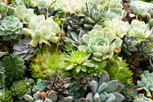 Group of Suculents in Greenhouse in Pittsburgh