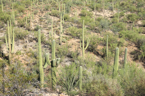 Saguro National Park in Arizon, USA photo