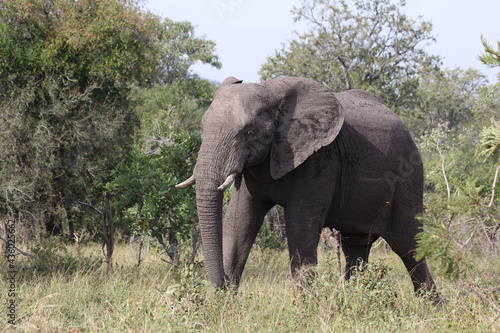 Afrikanischer Elefant   African elephant   Loxodonta africana