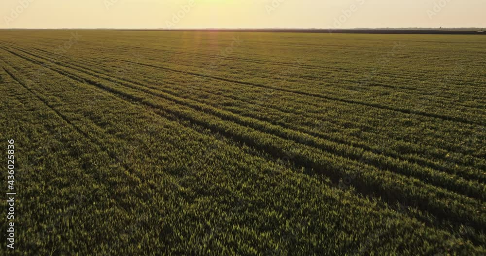 Aerial shot of green wheat field at sunset Aerial shot of green wheat field at sunset