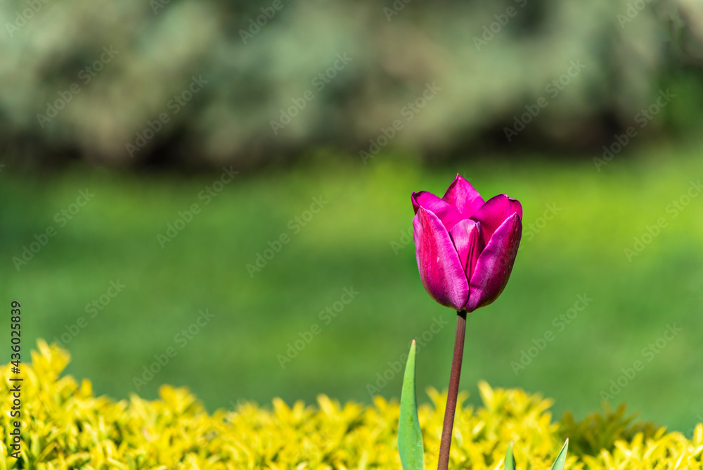 Colorful fresh tulips in the spring Colorful fresh tulips in the spring
