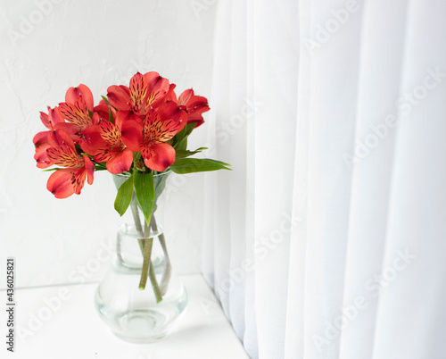 Bouquet of red alstroemeria in a glass vase on a white windowsill with a white curtain. 