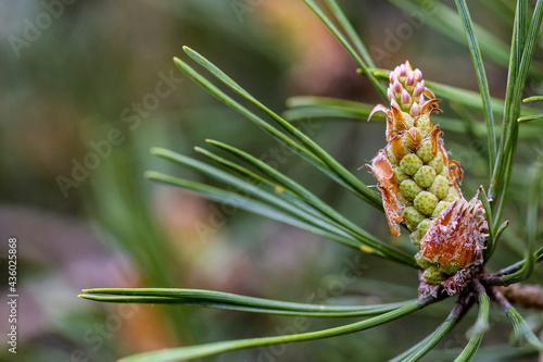 Scots pine blossoms in early spring photo