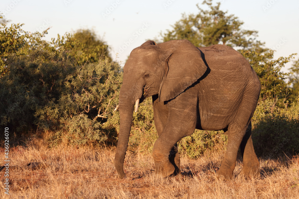 Afrikanischer Elefant / African elephant / Loxodonta africana... Afrikanischer Elefant / African elephant / Loxodonta africana...