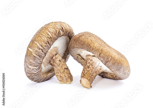 Shiitake mushroom isolated on White background 
