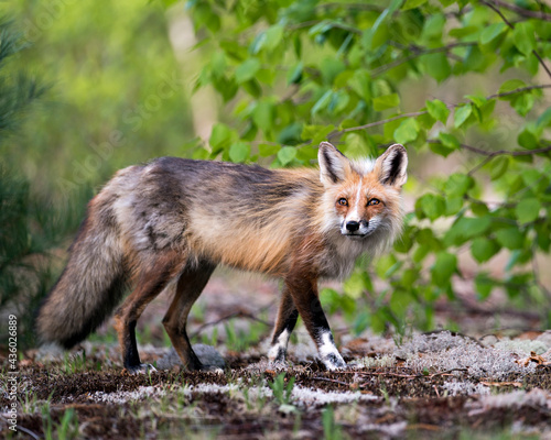 Red Fox Photo Stock. Fox Image. Close-up profile side view lin the springtime ooking at camera with a tree background and white moss ground in its environment and habitat.Picture. Portrait. ©  Aline
