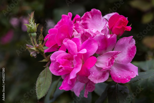 Fotografi Closeup of Pink Knockout Roses in a Garden