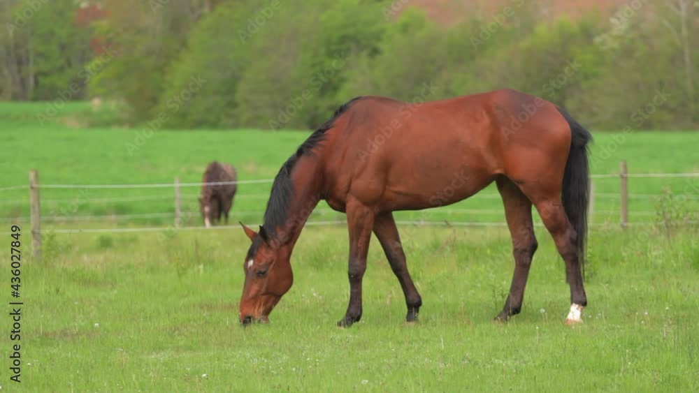 Brown horse grazing in green pasture. Brown horse grazing in green pasture.
