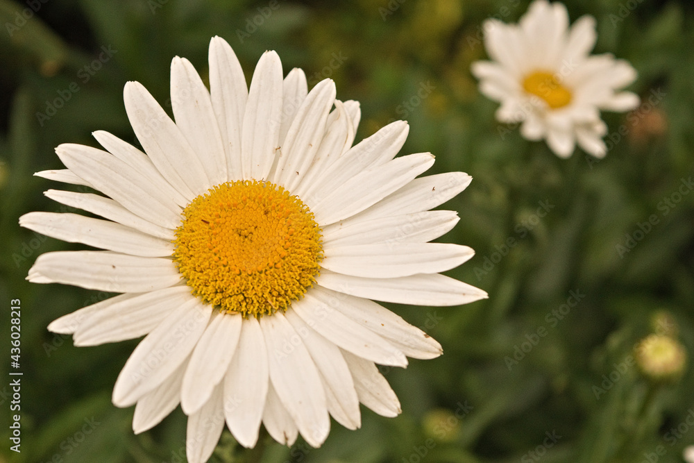Fototapeta premium Daisy flowers with yellow pollen. Daisies in the gardin with bokeh background