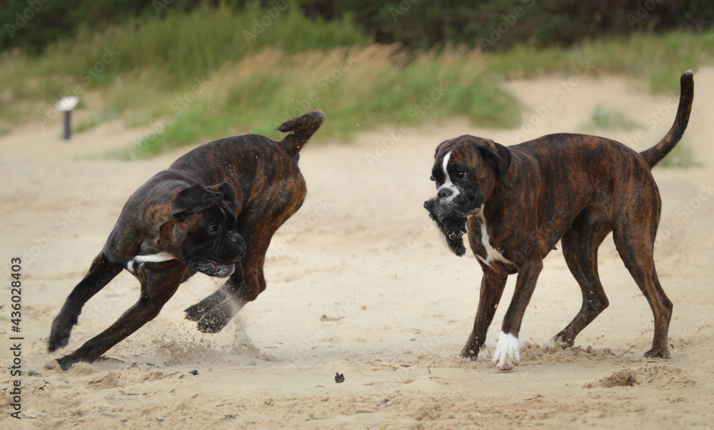 Two happy running boxer dogs, crazy ones;) Two happy running boxer dogs, crazy ones;)