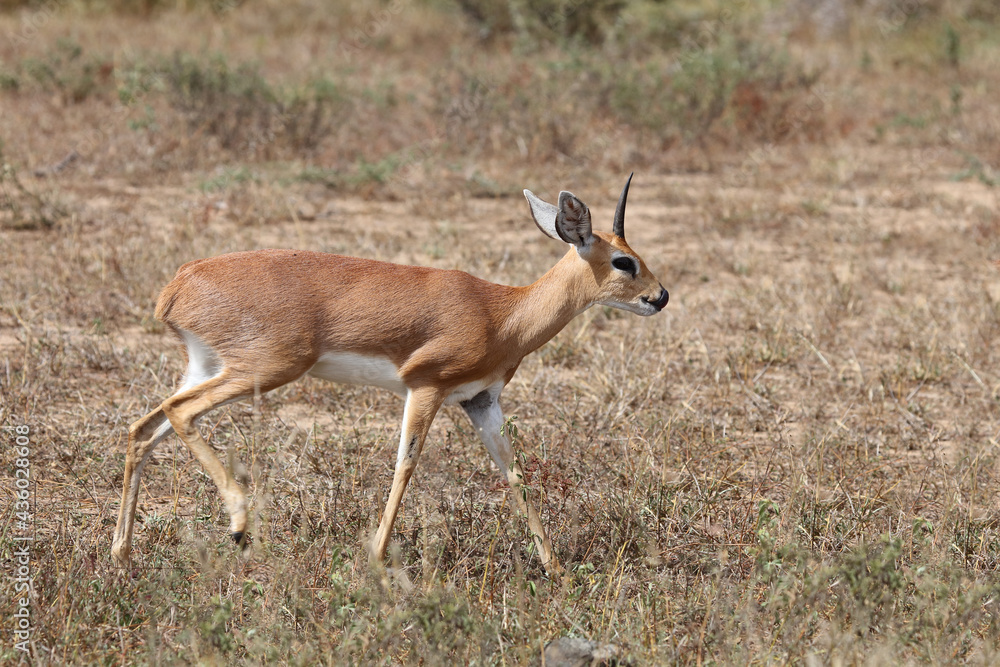 Afrikanischer Steinbock / Steenbok / Raphicerus campestris Afrikanischer Steinbock / Steenbok / Raphicerus campestris