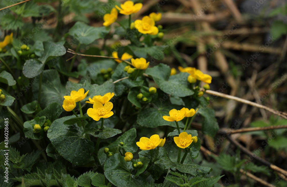 Marsh marigold blooming yellow on the bank of a lake Marsh marigold blooming yellow on the bank of a lake