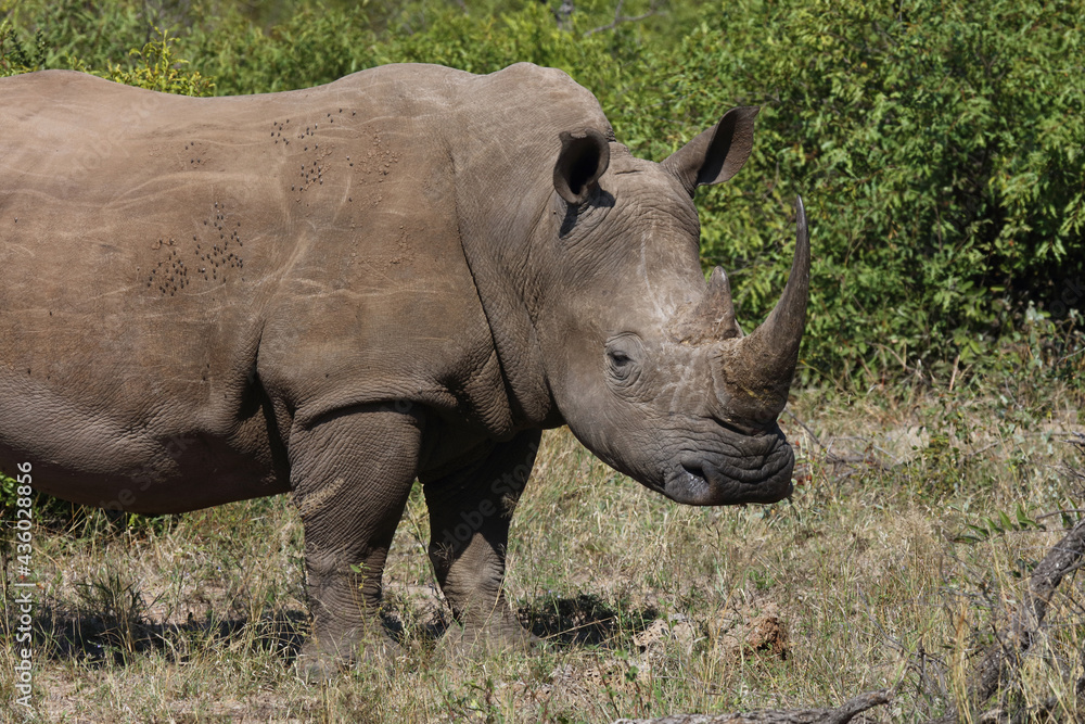 Breitmaulnashorn / Square-lipped rhinoceros / Ceratotherium Simum Breitmaulnashorn / Square-lipped rhinoceros / Ceratotherium Simum
