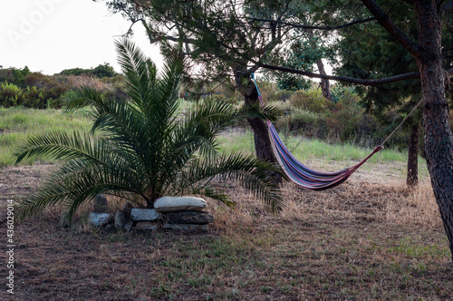 Relaxation Spot for Vacation Leisure with Hammock Tied to Trees and Decorative Palm Under Sunset Time Sky - Countryside View on Sithonia Chalkidiki Greece