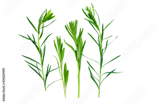 Fototapeta Naklejka Na Ścianę i Meble -  Green Wild Grass Isolated On White. Plant element for design